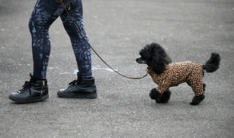 Tierschützer raten zu Hundemänteln: Oftmals mehr als ''modisches Accessoire''
