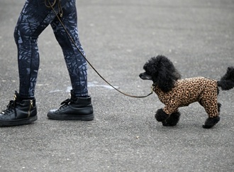 Tierschützer raten zu Hundemänteln: Oftmals mehr als ''modisches Accessoire''