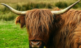 Panische Rinder laufen auf Bahnstrecke in Baden-Württemberg - zwei Tiere tot