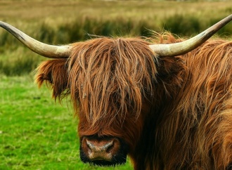Panische Rinder laufen auf Bahnstrecke in Baden-Württemberg - zwei Tiere tot