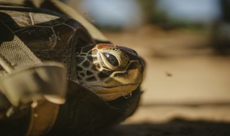 Ermittler entdecken bei Kontrolle in Bayern 31 Schildkröten in Fahrzeug