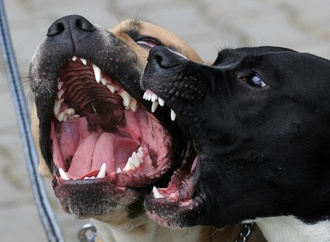 Gericht: Hundebesitzerin darf Pit-Bull-Mischling nicht halten