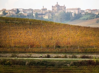 Weinproduktion erholt sich 2025 leicht - steht aber weiter vor Herausforderungen