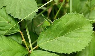 BUND legt bei Biodiversitäts-Verfassungsbeschwerde nach