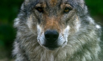 Jährliche Zählung: Wolfsvorkommen in Deutschland stabil