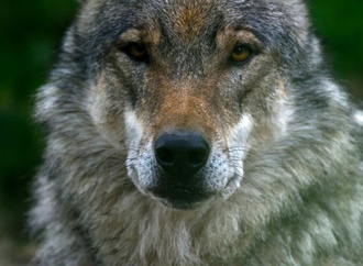 Jährliche Zählung: Wolfsvorkommen in Deutschland stabil