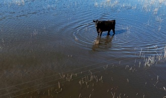 Rekordregen in Argentinien: Pampa wird zum Sumpfgebiet