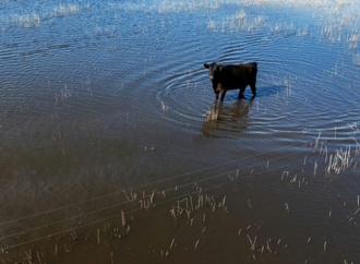 Rekordregen in Argentinien: Pampa wird zum Sumpfgebiet