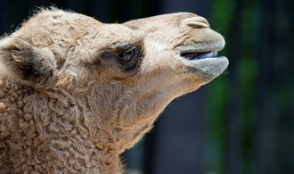 Kamel trifft auf Auto: Zirkustier in Baden-Württemberg verletzt - Wagen Schrott