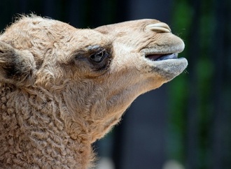 Kamel trifft auf Auto: Zirkustier in Baden-Württemberg verletzt - Wagen Schrott