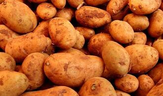 CSU fordert nationale Kartoffel-Reserve statt Erntevernichtung