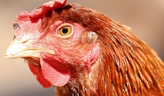 Vogelgrippe: Mehr als eine Million getötete Tiere allein in Niedersachsen