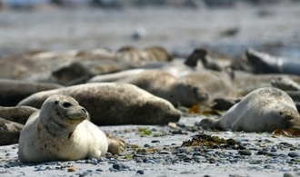 Seehundbestand in Wattenmeer stagniert: Fast 24.000 Tiere gezählt
