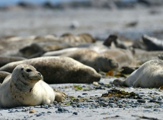 Seehundbestand in Wattenmeer stagniert: Fast 24.000 Tiere gezählt