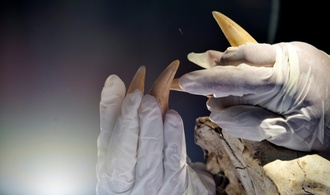 Mann will mit Tigerzahn an Halskette an Frankfurter Flughafen einreisen