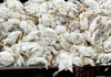 Rund 1,5 Millionen Tiere wegen Vogelgrippe gekeult - Schwerpunkt Niedersachsen