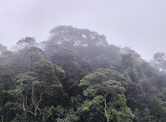 Schneider verteidigt Fehlen konkreter Summe zum Tropenwald-Fonds