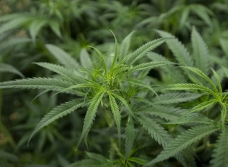 Gericht bestätigt Verbot von Handel mit eingepflanzten Cannabisjungpflanzen