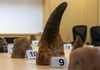 Rekordfund illegaler Nashorn-Hörner in Singapur