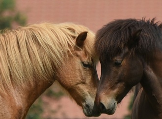 Zwei Pferde verenden bei Verkehrsunfall auf Rügen - Autofahrerin verletzt