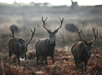 Rothirsch ist Wildtier des Jahres 2026