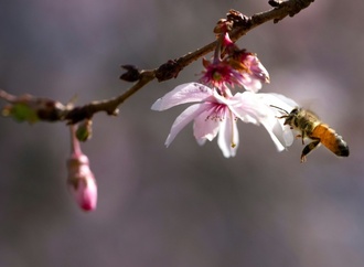 Zulassung von Unkrautvernichtern darf nicht automatisch befristet verlängert werden
