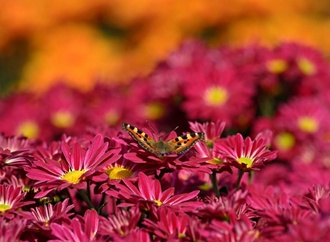 Dunkler Wiesenknopf-Ameisenbläuling ist Schmetterling des Jahres 2026