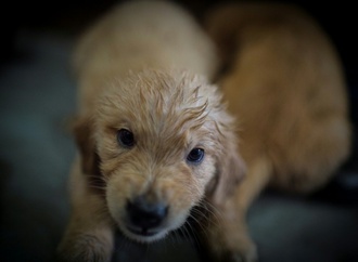 Illegaler Welpenhandel gestoppt: 75 Hunde in Nordrhein-Westfalen beschlagnahmt