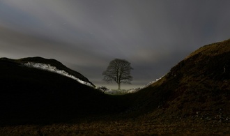 Mutwillig gefällter ''Robin Hood''-Baum: Erste Setzlinge werden Samstag eingepflanzt