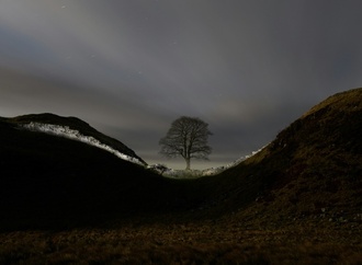 Mutwillig gefällter ''Robin Hood''-Baum: Erste Setzlinge werden Samstag eingepflanzt