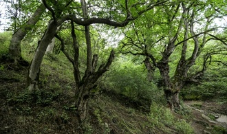 Iran bittet Ausland um Hilfe im Kampf gegen Feuer in Unesco-Welterbe-Wald