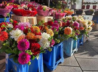 Blumenproduktion in Deutschland rückläufig