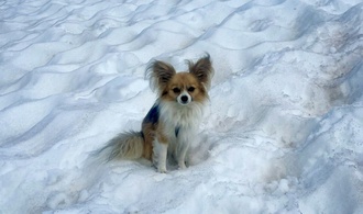 Studie: Die meisten Hunde haben etwas Wolfs-DNA - auch kleine Chihuahuas