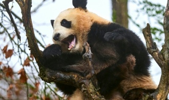 Pandapärchen kehrt aus Frankreich nach China zurück