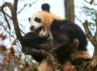 Pandapärchen kehrt aus Frankreich nach China zurück