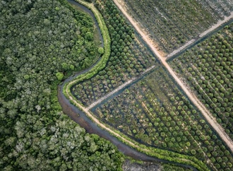 Erneute Mehrheit mit Extremrechts: EU-Parlament für Aufschub von Abholzungsgesetz