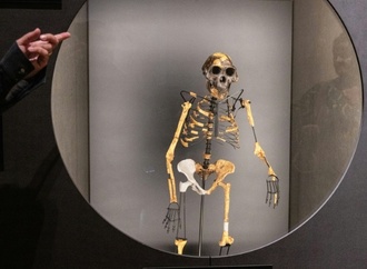 Studie: Neue Fossilien bestärken Forscher in These von weiteren Frühmenschen