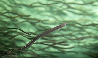 Welt-Artenschutzkonferenz: Forderung nach neuen Schutzmaßnahmen für Aale abgelehnt