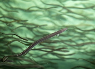 Welt-Artenschutzkonferenz: Forderung nach neuen Schutzmaßnahmen für Aale abgelehnt