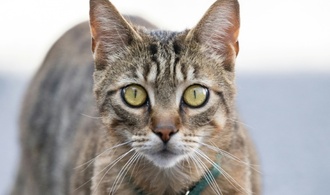 Später als gedacht: Hauskatze erreichte Europa erst vor 2000 Jahren