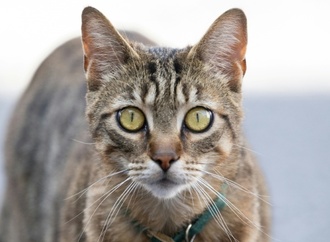 Später als gedacht: Hauskatze erreichte Europa erst vor 2000 Jahren