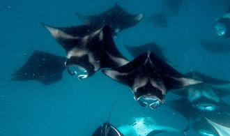 Artenschutzkonferenz beschließt besseren Schutz für Haie und Rochen
