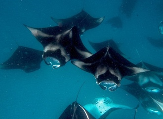 Artenschutzkonferenz beschließt besseren Schutz für Haie und Rochen