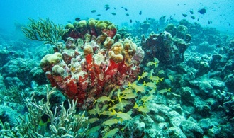 Flughafen Hamburg: Acht geschützte Korallen in Gepäck von Urlauberin entdeckt 