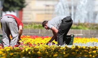 Weniger Torf in Blumenerden und Kultursubstraten