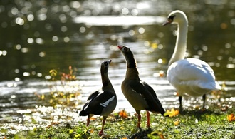 Tödliche Armbrustattacken auf Wasservögel an Mosel: Ermittlungen gegen 42-Jährigen