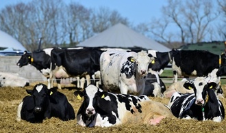 Entlaufene Kuhherde legt vorübergehend Autobahnverkehr in Rheinland-Pfalz lahm