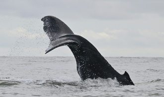 Kabinett beschließt Beitritt zu UN-Hochseeschutzabkommen