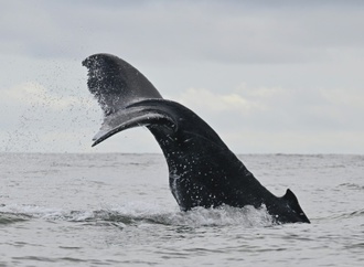 Kabinett beschließt Beitritt zu UN-Hochseeschutzabkommen
