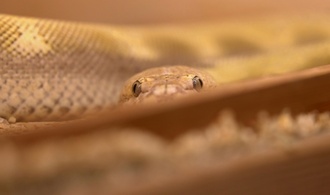 Polizei findet Besitzer von toter Riesenschlange in Nordrhein-Westfalen